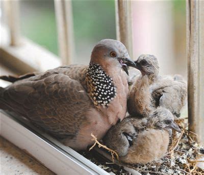 有鳥來家裡築巢|【家裡有鳥築巢】鳥巢報喜！1個跡象代表家宅運勢大。